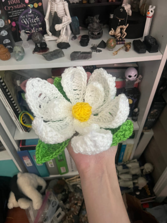 Magnolia